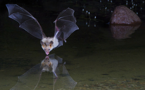 A pallid bat skims the surface of a pond. This photo was taken by Alex Badyaev, professor in the UA's Department of Ecology and Evolutionary Biology. See more of his stunning wildlife photographs at http://www.tenbestphotos.com. A pallid bat skims the surface of a pond. This photo was taken by Alex Badyaev, professor in the UA's Department of Ecology and Evolutionary Biology. See more of his stunning wildlife photographs at http://www.tenbestphotos.com.